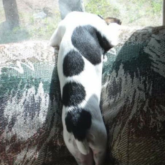 Meet your Posher, Alisha - Picture 3 of 6